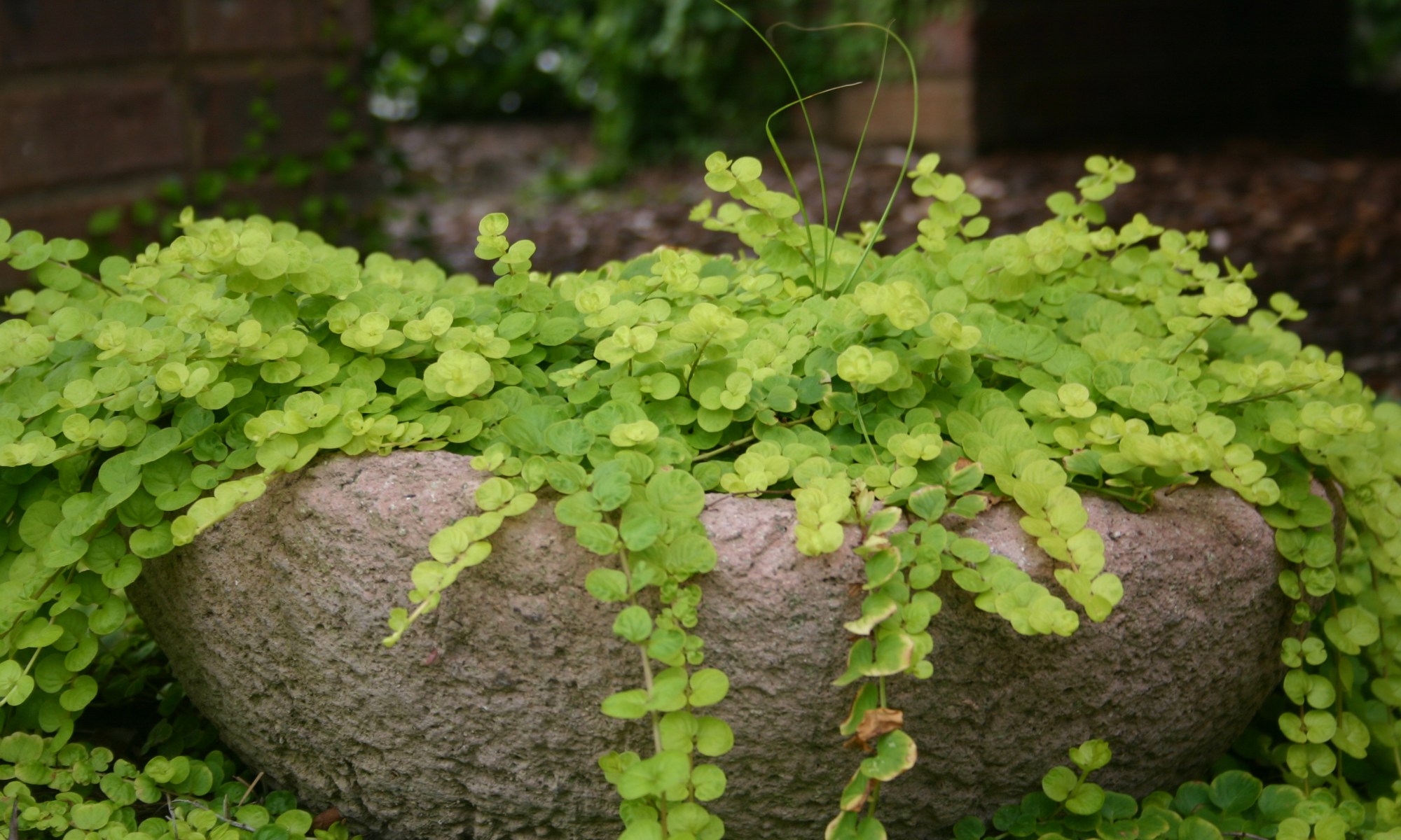 Creeping Jenny finding the sweet spot!