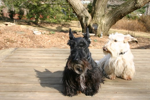 Scottish Terriers